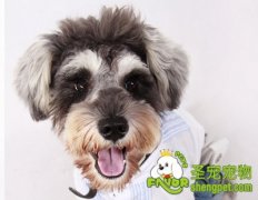 饲养梗犬需要注意重点