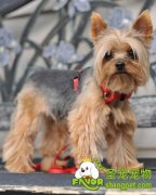 犬瘟免疫失败的原因