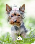 犬只为何会免疫失败