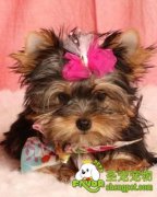 预防犬弓形体病的措施