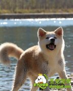 宠物狗生病的原因