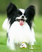 宠物狗晕车怎么办