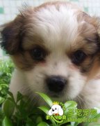 为什么宠物狗需要运动