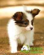 夏季宠物狗洗澡的必备物品