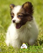 宠物狗梳理被毛的注意事项