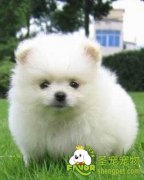 宠物狗做绝育之后会出现的问题