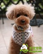 宠物狗出现意外的急救方法