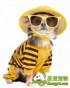 幼犬生病前的十个特征