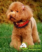 当英国斗牛犬中暑该怎么办