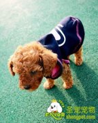 宠物狗的耳部疾病