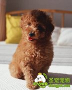 那些宠物狗的饲养方法是错误的