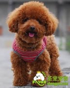 购买宠物狗需要注意什么