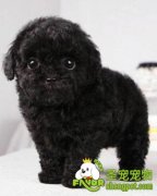 训练宠物狗的对与错