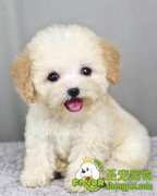 影响宠物狗训练的因素有哪些