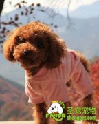 训犬需要注意什么