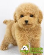 幼犬爱啃家具的原因有哪些