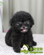 宠物狗腿部的美容