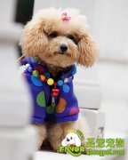 为什么要给宠物狗断尾