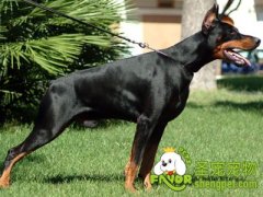 工作犬的体形特征