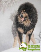 藏獒打架厉害的原因