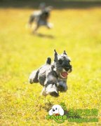 宠物狗飞盘训练的七大要素