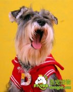 经常梳毛对宠物狗有什么好处