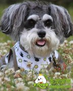 宠物狗梳毛时的的注意事项