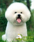 宠物狗患抑郁症的原因