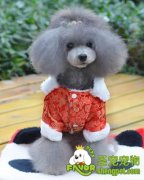 幼犬换牙该怎么照顾