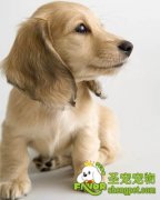 影响宠物狗被毛生长的因素