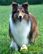 1月龄的喜乐蒂怎么喂养