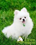 为什么博美现在很受欢迎