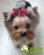 怎样给小型长毛犬梳理梳理毛发