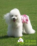 为什么贵宾犬非常受欢迎