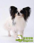 挑选蝴蝶犬的细节