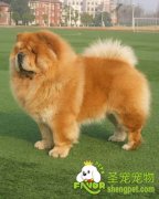 松狮犬的挑选要点