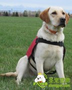 拉布拉多犬好不好