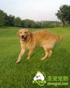 拉不卡多犬的选购