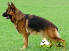 什么是牧羊犬及牧羊犬的起源