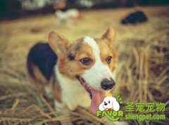 牧羊犬天生的本能特征