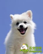 选购幼犬要注意这几方面