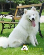 适合女性饲养的宠物狗