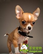 吉娃娃的选购技巧