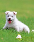 健康的幼犬有哪些特征