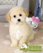 宠物狗的性格测试