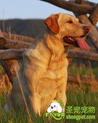 拉布拉多犬的性格特点