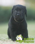 怎么判断拉布拉多犬的品质
