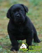 按季节给宠物狗选食物