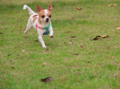 纯种狗与混种狗的优缺点