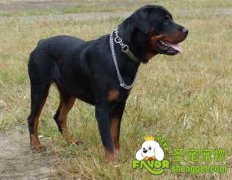 造成6-12个星期小狗死亡的疾病